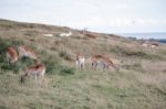 Red Lechwe Antelope (kobus Leche) Stock Photo