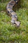 Boa On The Grass Stock Photo