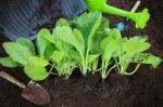 Fresh Green Vegetable Leaves With Gardening Tool In Home Garden Stock Photo