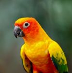 Sun Conure Stock Photo