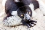 Balck And White Lemur On Rock Stock Photo