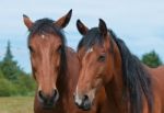 Fellow Horses Stock Photo