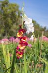 Red And Yellow Gladiolus With White Flower Is Back In The Garden On Blue Sky Background Stock Photo