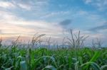 Corn Field Green Meadow Farm And Blue Sky In Twilight Stock Photo