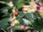 Seven Spot Ladybird (coccinella Septempunctata) Stock Photo