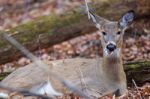 Funny Photo Of The Deer Eating Something Stock Photo