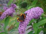 Red Admiral Butterfly Stock Photo