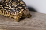 Close Up View Of A Cute And Small Leopard Tortoise Stock Photo