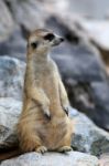 Meerkat Standing Alert And Watchful Stock Photo