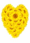 Yellow Sunflower Stock Photo