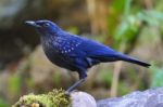 Blue Whistling-thrush Stock Photo