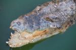 Crocodile With Open Mouth Resting Stock Photo