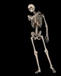 Skeleton Stock Photo