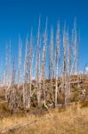 Burnt Lodge Pole Pine Trees In Glacier National Park Stock Photo