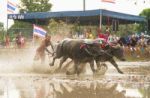 Unidentified Racer At Buffalo Racing Festival Stock Photo