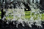 Icicle Tree Stock Photo