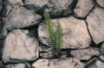 Fern On A Stone Stock Photo