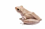 Tree Frog Stock Photo