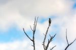 Western Wood-pewee (contopus Sordidulus) Stock Photo