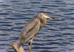 Photo Of A Great Blue Heron Standing On A Log Stock Photo