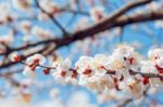 Cherry Blossom With Soft Focus, Sakura Season Background Stock Photo