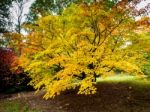 Acer Soccharinum Tree In Autumn Stock Photo