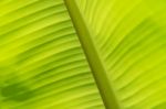 Banana Leaf Texture Stock Photo