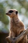 Meerkat Or Suricate (suricata Suricatta) Stock Photo