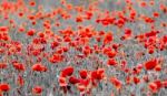 Poppies Stock Photo