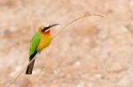 African Bee Eater At  Chobe River, Botswana Stock Photo