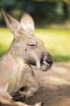 Kangaroo Outside During The Day Time Stock Photo