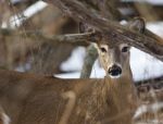 Beautiful Photo Of The Very Cute Wild Deer Stock Photo