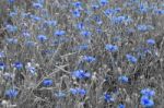 Cornflower Stock Photo