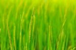 Paddy Field Background Stock Photo