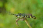 Painted Grasshopper Stock Photo