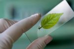 Scientist Observed Green Leaf In Laboratory Glass Stock Photo