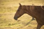 Horse In The Countryside Stock Photo