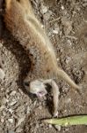 Meerkat Or Suricate (suricata Suricatta) Stock Photo