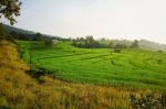 Rice Field Stock Photo