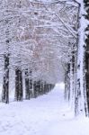 Row Of Trees In Winter With Falling Snow Stock Photo