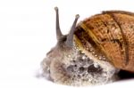 Snail On White Stock Photo