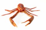 Langoustine Stock Photo