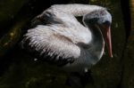 Fuengirola, Andalucia/spain - July 4 : Spot-billed Pelican (pele Stock Photo