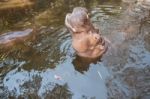 The Hippopotamus In The Pond Stock Photo