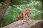 Leopard Stock Photo