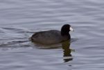 Beautiful Photo With Funny Weird American Coot In The Lake Stock Photo