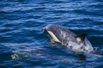 Wild Dolphins Stock Photo