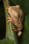 Balanced Frog Stock Photo