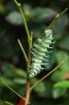 Attacus Atlas Moth Caterpillar Stock Photo