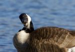 Canada Goose Is Looking For Something Stock Photo